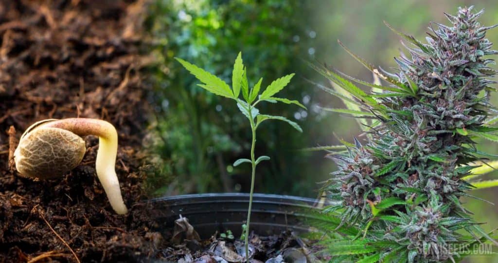 Cannabis Growing Cycle