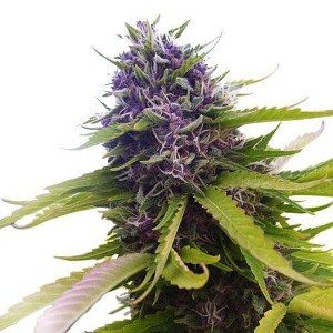 Blueberry Seeds Feminized from ILGM