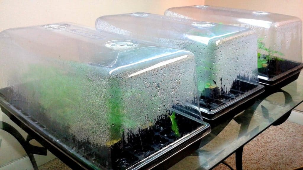 Cloning in Humidity Domes