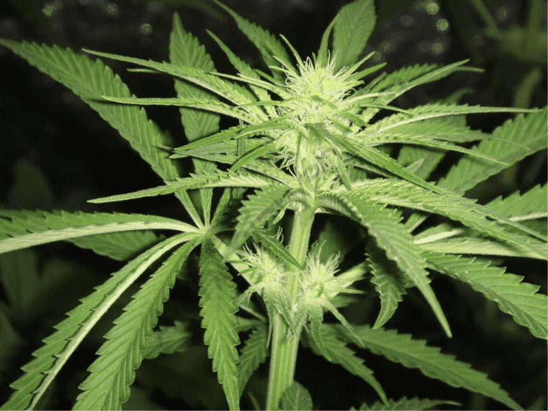 Marijuana Plant Early Flowering