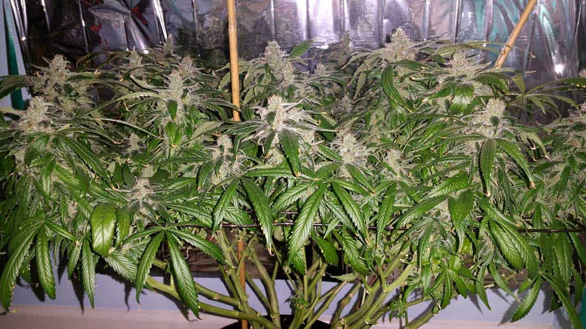 Monster Cropped Cannabis Plant