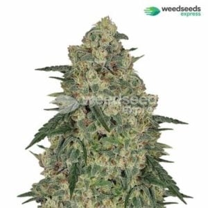 Chocolope buy 10 get 10 free seed offer