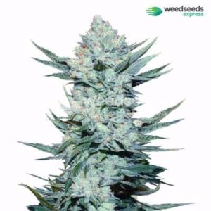 Girl Scout Cookies buy 10 get 10 free seed offer