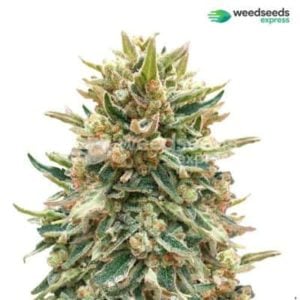 Bubba Kush feminized buy 10 get 10 free offer at weed seeds express