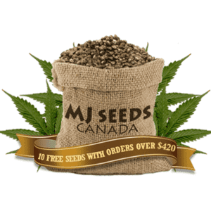 mj-seeds-canada