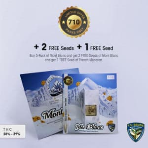 Mont Blanc Free Seed Offer Amsterdam Seed Supply